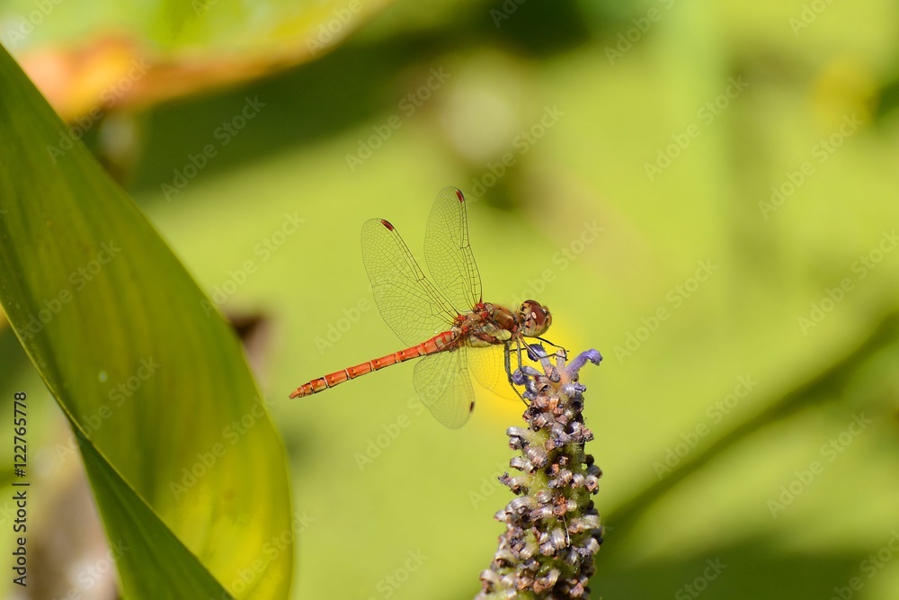 small red dragonfly displaying beautifully marked wings small red dragonfly displaying beautifully marked wings