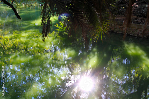 Reflection of trees in green water 