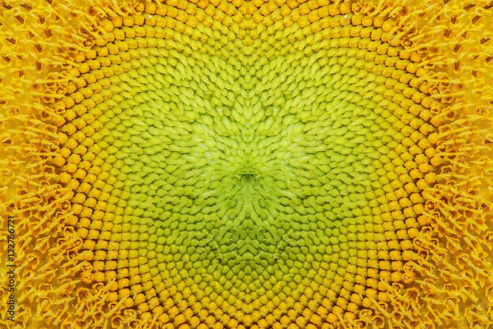Beautiful sunflowers background with seamless