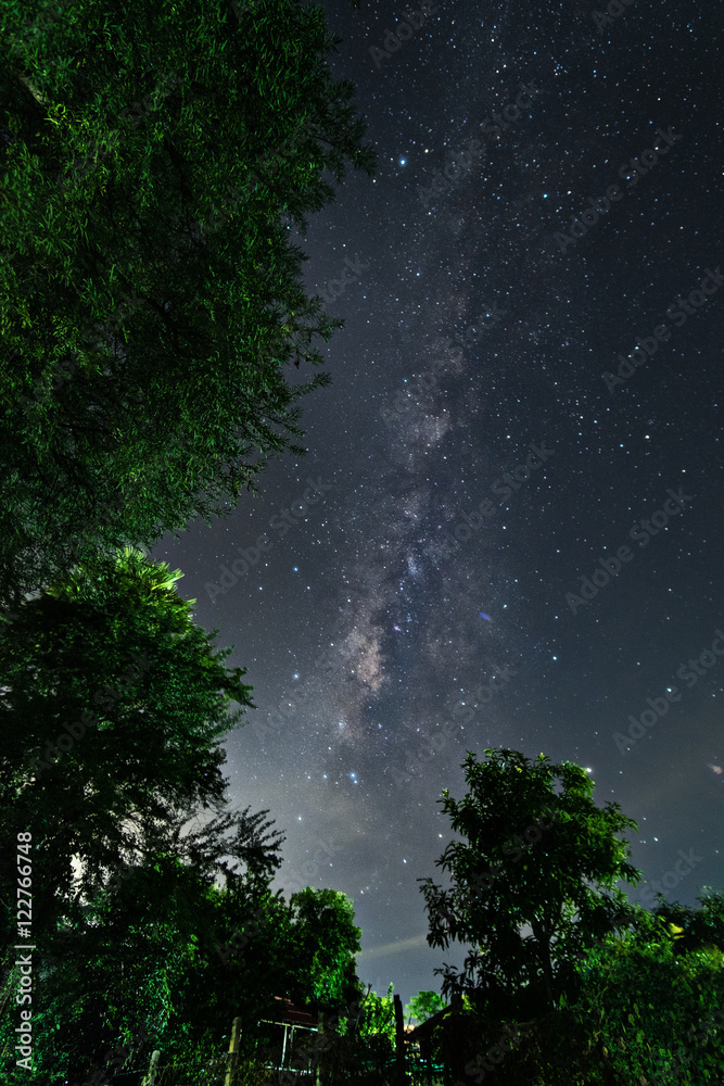 The tree with the Milky Way The tree with the Milky Way