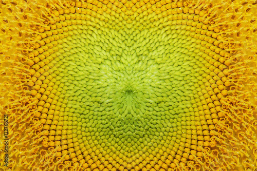 Beautiful sunflowers background with seamless