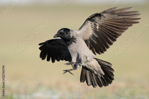 Hoodet crow © adamfichna