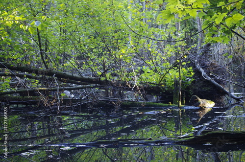 Reflets de feuillages