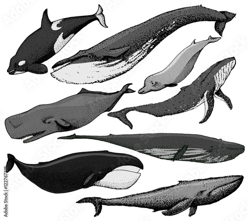 Set of hand drawn whales