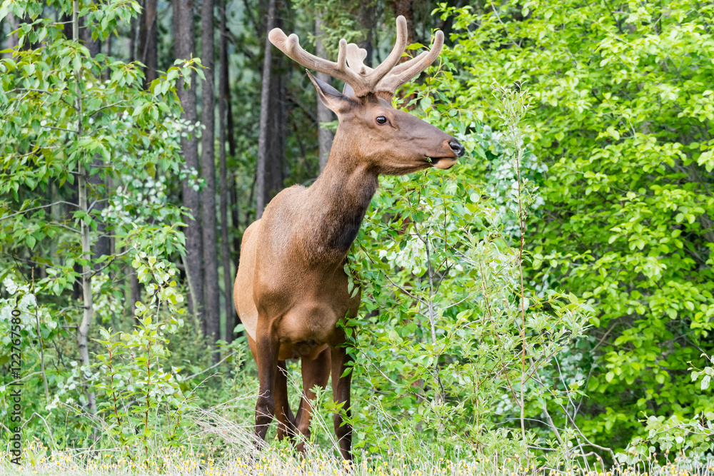 Fototapeta premium Elk (Cervus canadensis) .