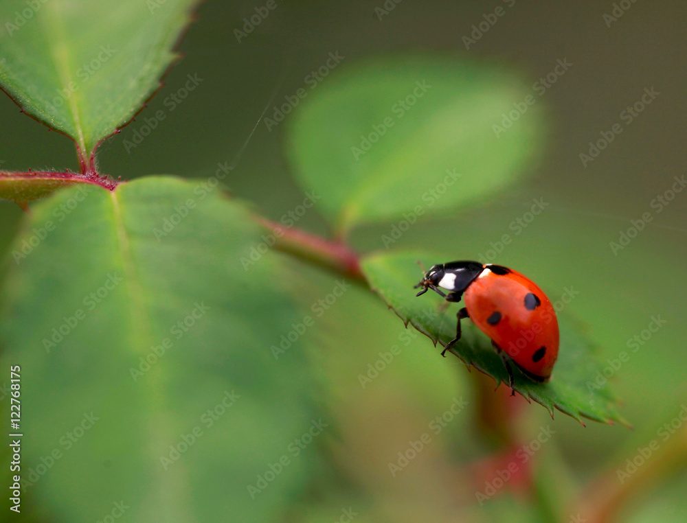 Obraz premium ladybug on green leaf
