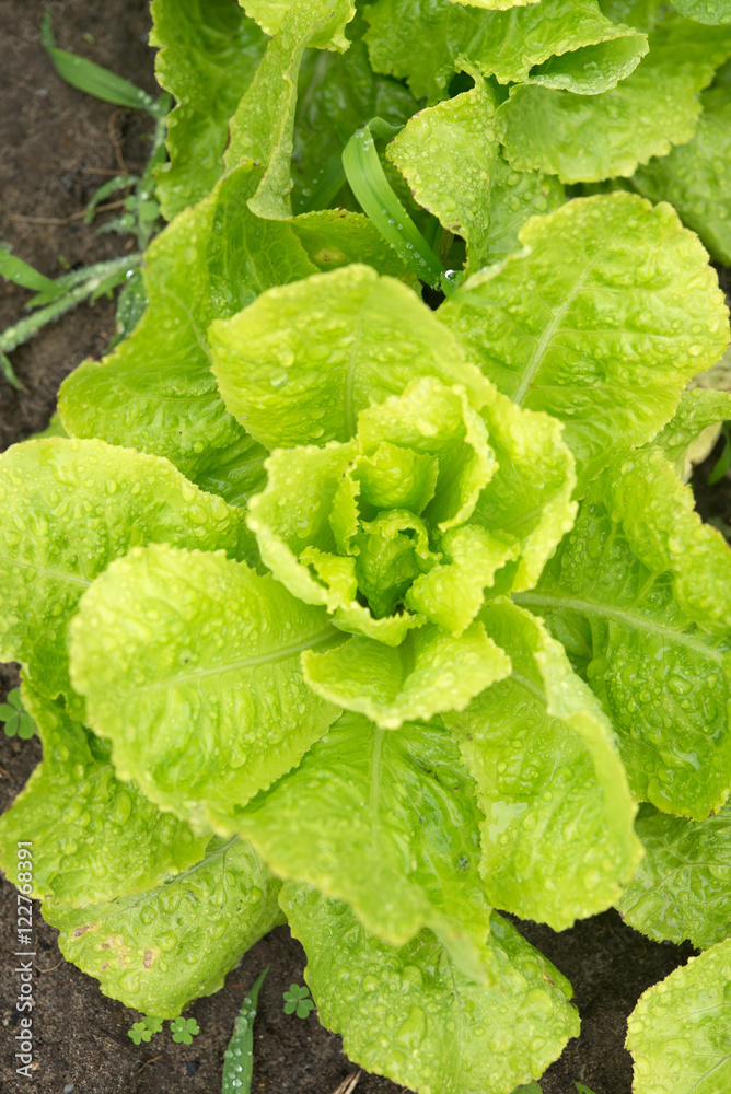 salade du jardin salade du jardin