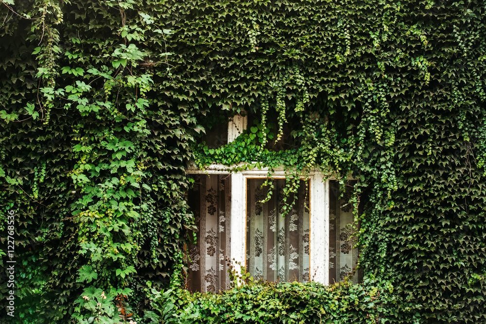 ivy covered house wall