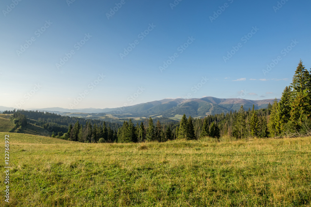 Mountain meadow with green grass, trails and forest