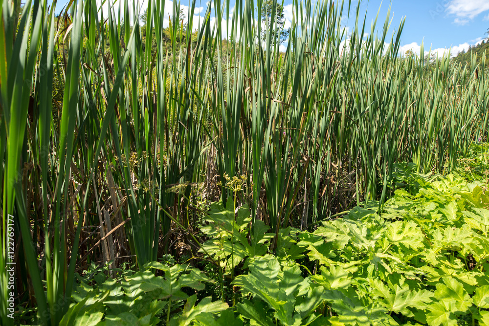 Bulrush. Marsh plants. StockFoto Adobe Stock