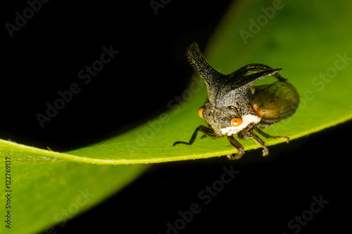 Aphids,Strange treehopper (Membracidae)