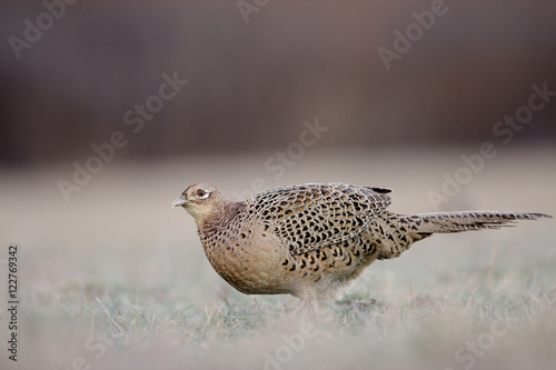 Pheasant © adamfichna