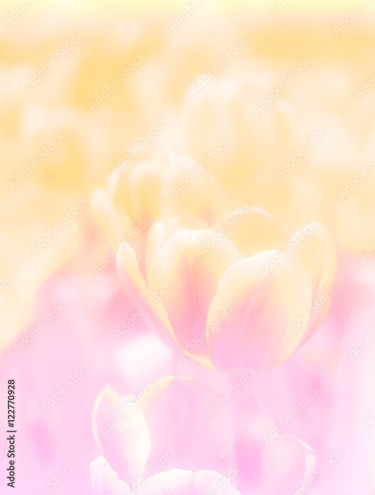 Pastel tulip flowers background blur style