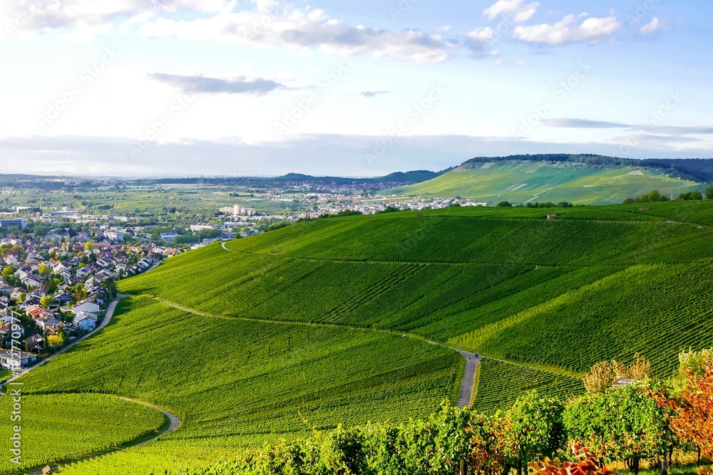 Weinberge im Herbst