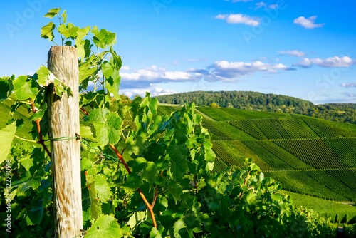 Weinberge im Herbst