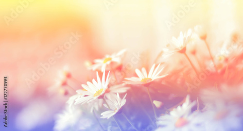 Colorful daisy flowers background blur style