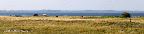 Cows on a meadow in front of the ocean