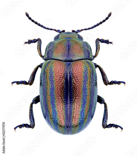Beetle Chrysolina cerealis on a white background