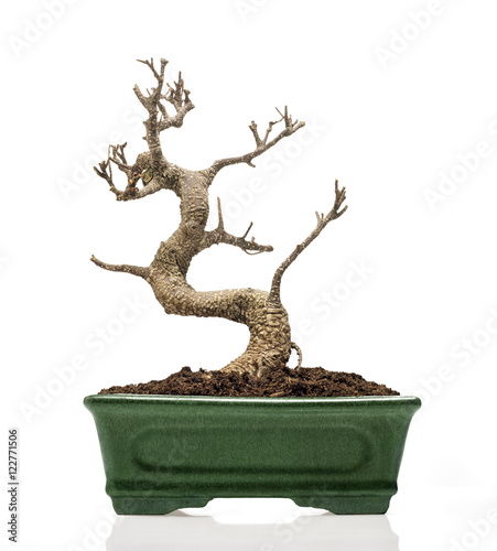 Dry bonsai in a green color pot against white backgroung. Soft reflection