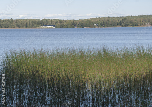 Nature background with coastal reed and shining lake water