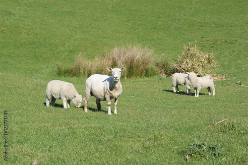 merino