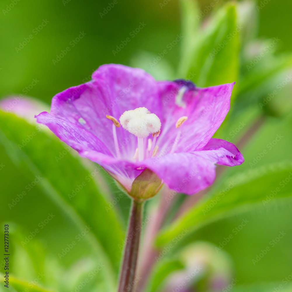Great Willowherb