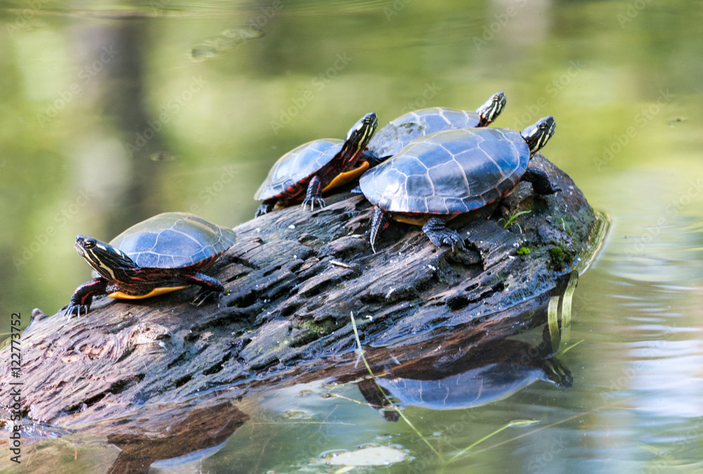 Fototapeta premium Basking