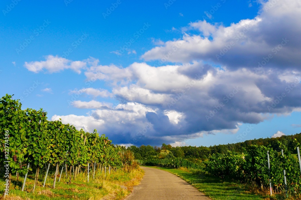 Weinberge im Herbst Weinberge im Herbst