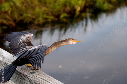 Darter bird ready to catch a fish in the water photo