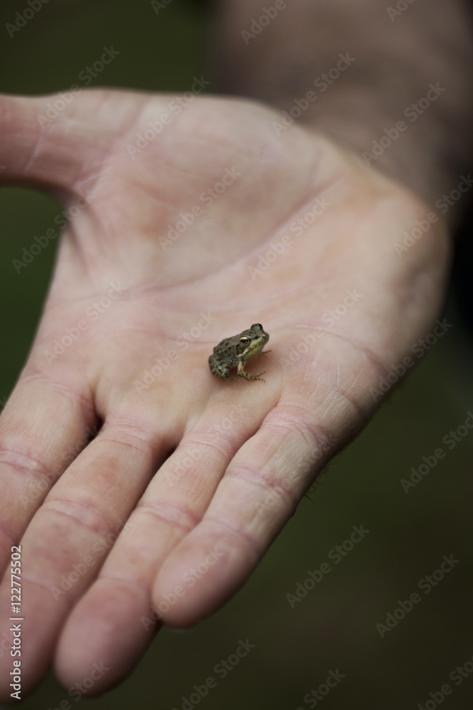 Frog in a hand