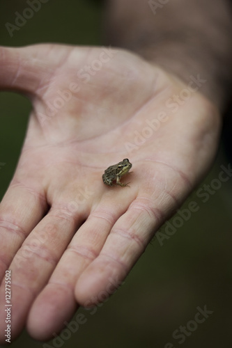 Frog in a hand © Redzen