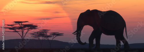 African elephant silhouette