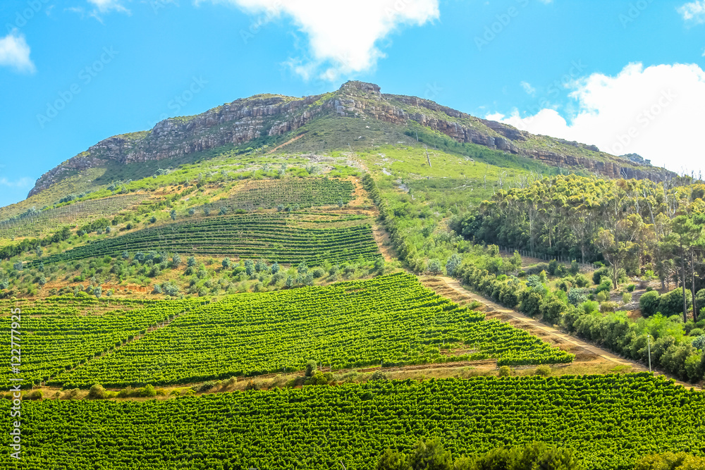 Spectacular wine-growing on the slopes of a hill. Groot Constantia, Cape Town, South Africa. The Constantia Wine Valley is the most spectacular wine experience in the world.