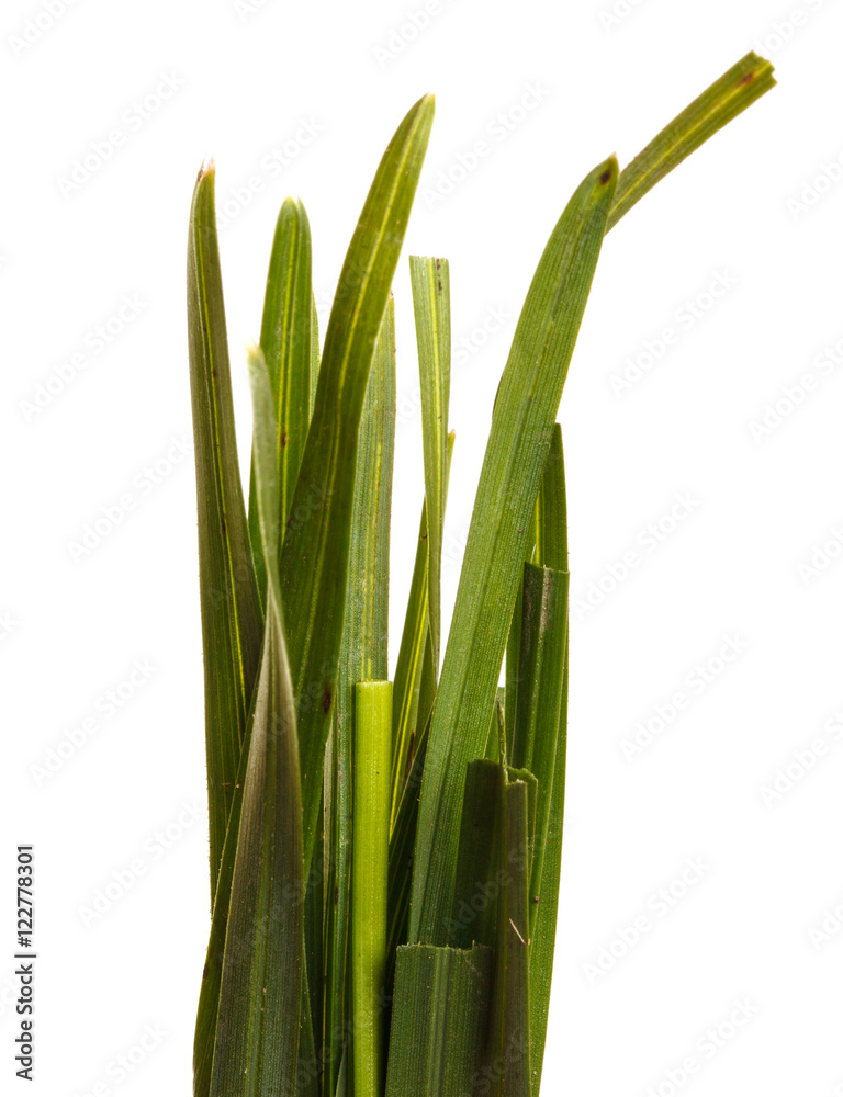 Obraz premium bundle of green grass isolated on white background