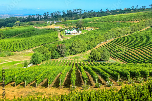Drone view of vineyards in Cape Town peninsula, South Africa. Constantia valley in Western Cape is a popular Wine Route.