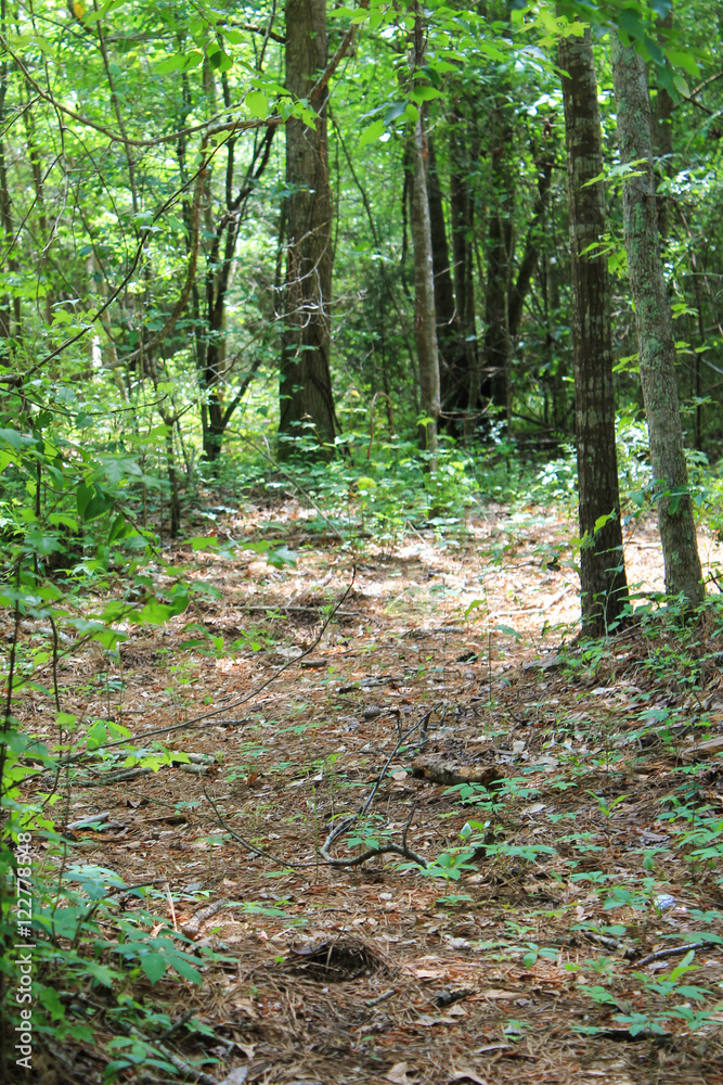 hiking trail through the forest hiking trail through the forest
