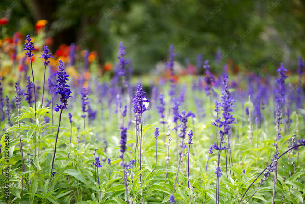 Purple flower in the garden with green environment. Floral backg Purple flower in the garden with green environment. Floral backg