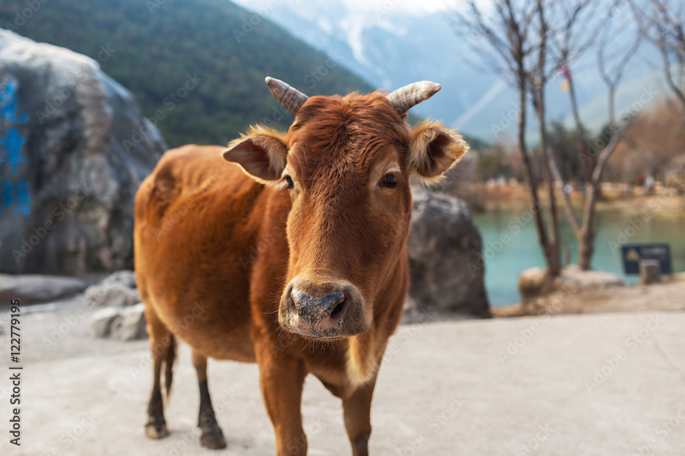 Cow in Blue Moon Valley of Lijiang located at Yunnan, China. Cow in Blue Moon Valley of Lijiang located at Yunnan, China.