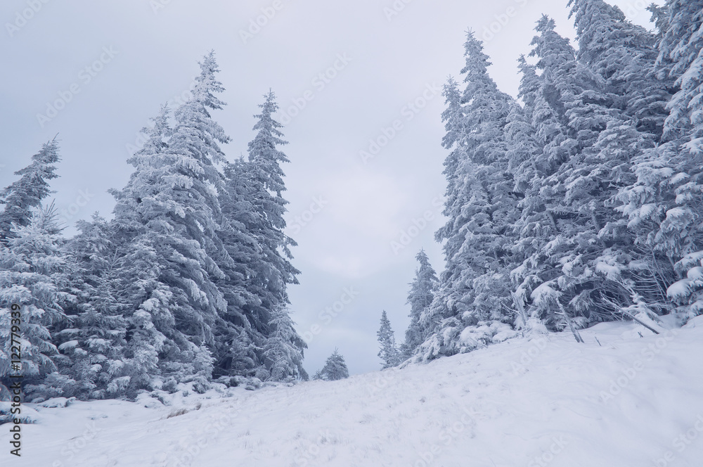 Winter cloudy Carpathian landscape with snow on trees. Winter cloudy Carpathian landscape with snow on trees.