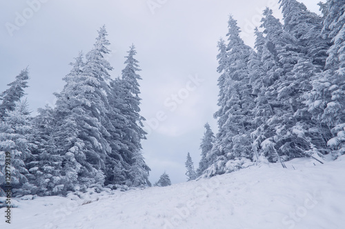  Winter cloudy Carpathian landscape with snow on trees.