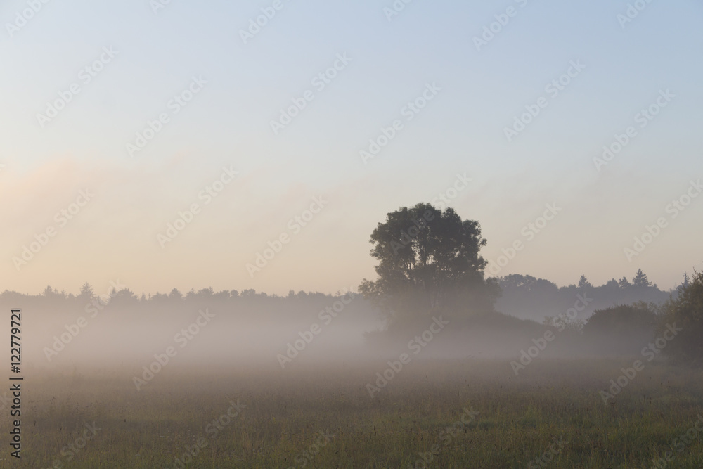 Morgennebel über dem Feld