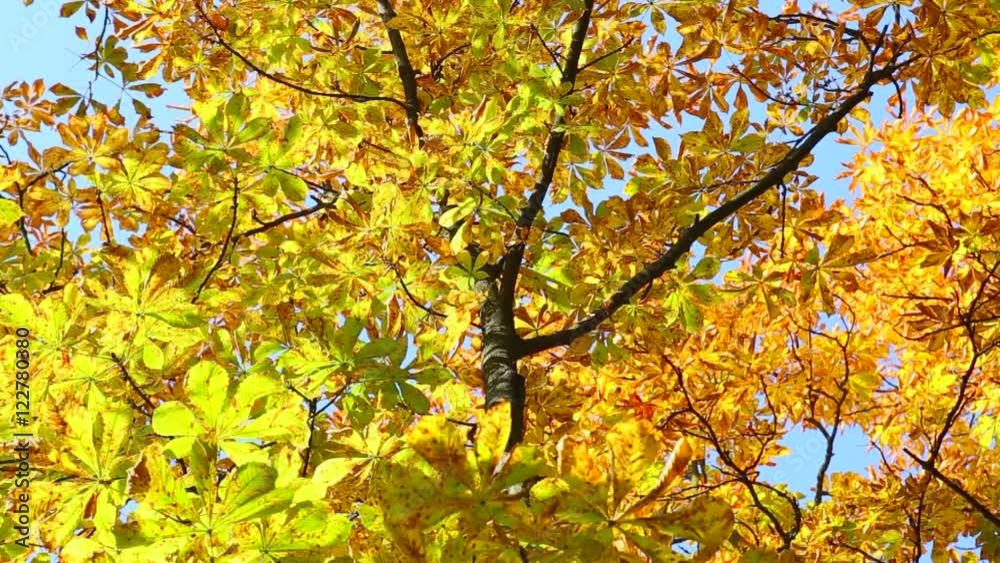 Bright golden color leaves on branches of chestnut tree slightly moving in wind over blue sky background. Sunny weather at warm beautiful fall day. Point of view real time full hd video footage. Bright golden color leaves on branches of chestnut tree slightly moving in wind over blue sky background. Sunny weather at warm beautiful fall day. Point of view real time full hd video footage.
