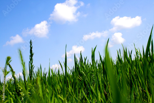 Green grass meadow and sky with clouds.