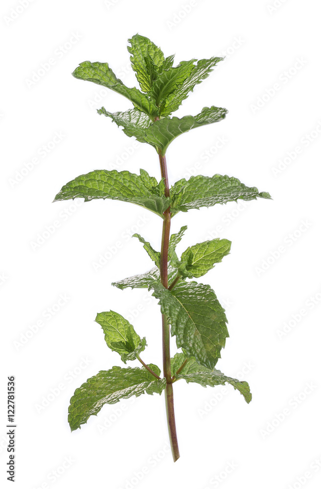 mint sprig isolated on white background StockFoto Adobe Stock