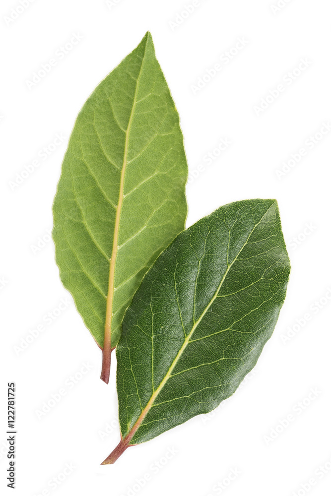 Obraz premium Fresh laurel leaves on white background