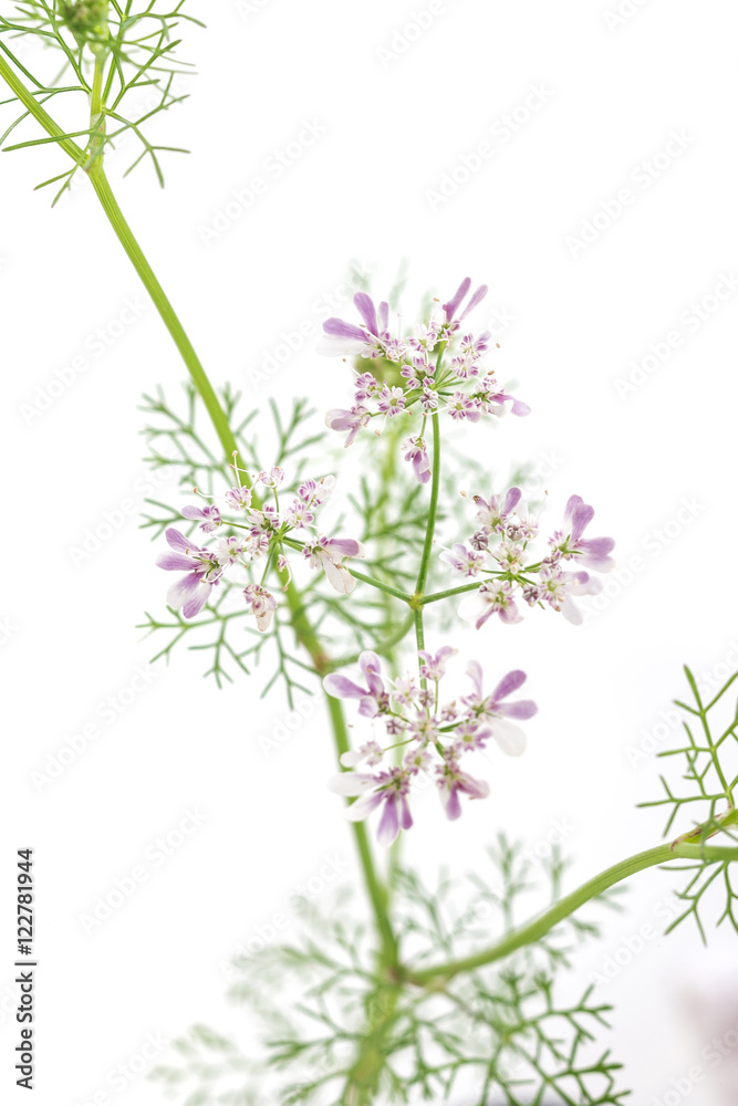 Macro phito of coriander flower