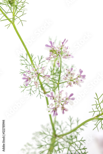 Macro phito of coriander flower