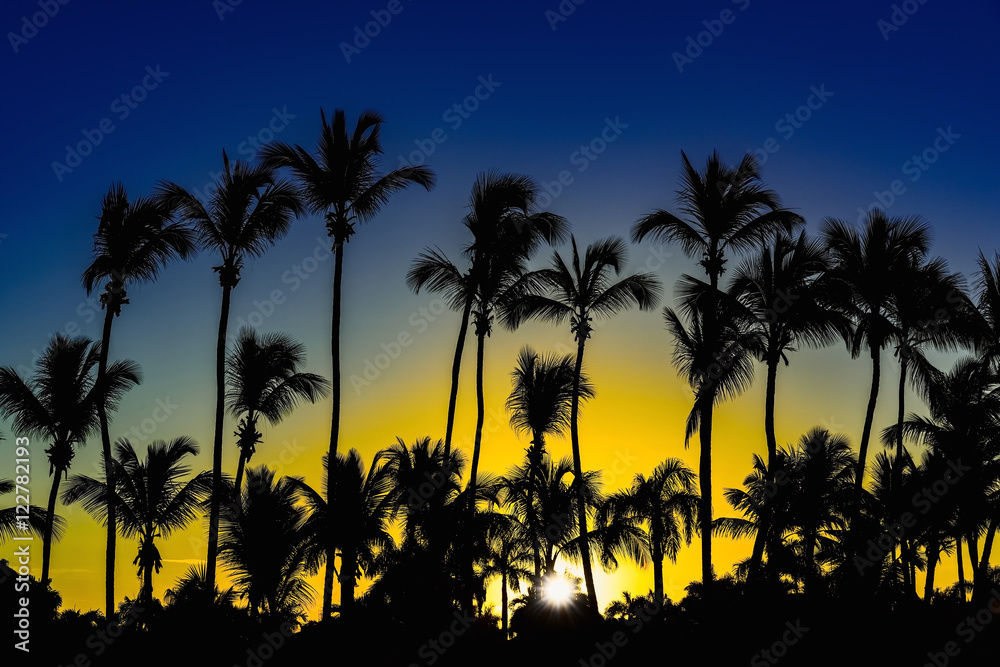 palm dawn morning