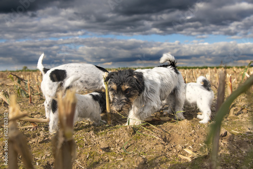 Dogs on harvested corn field in front of storm clouds - Jack Russell Terrier