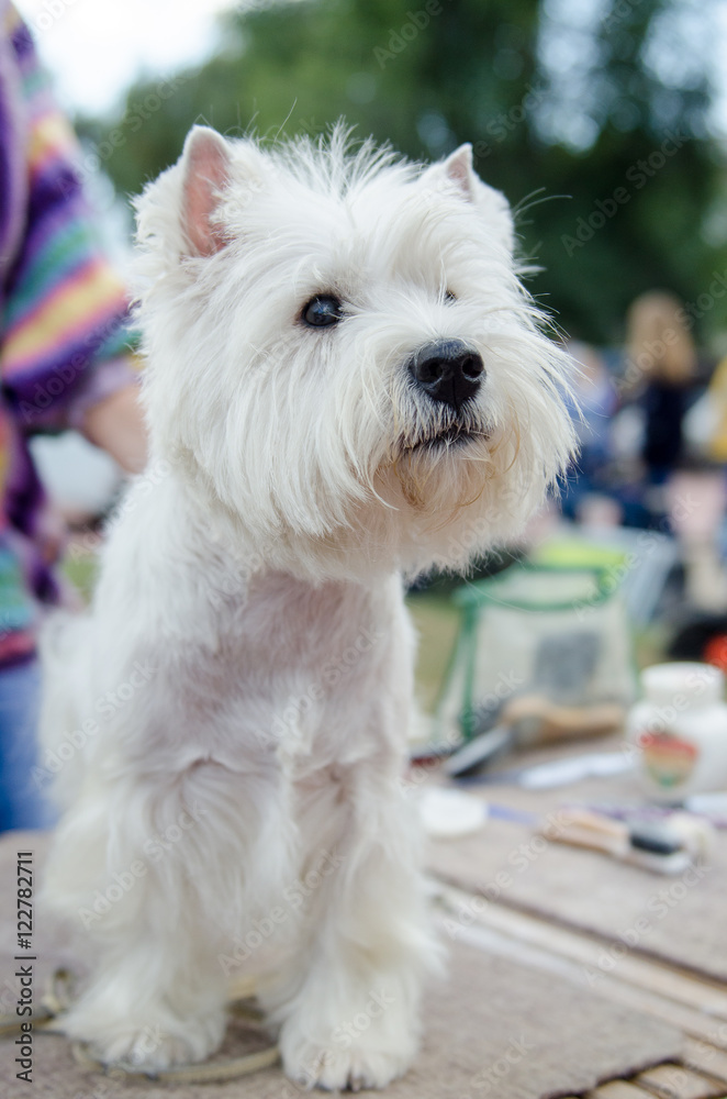 West Highland White Terrier is preparing for the exhibition West Highland White Terrier is preparing for the exhibition